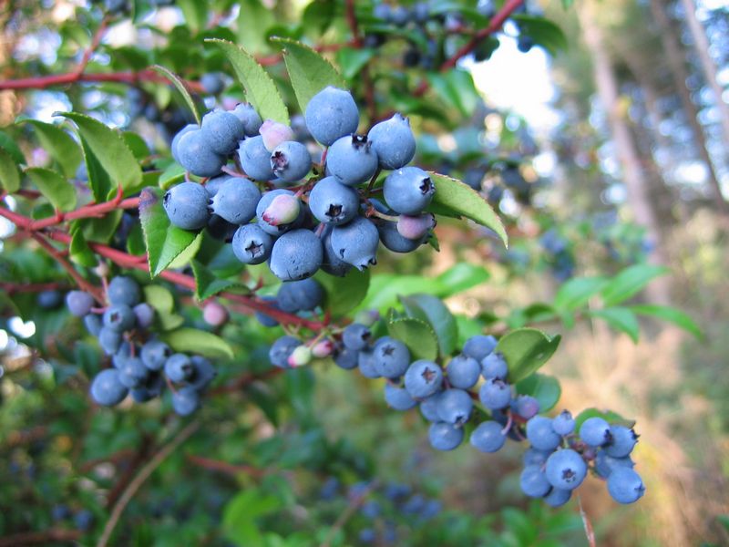 Image result for huckleberries